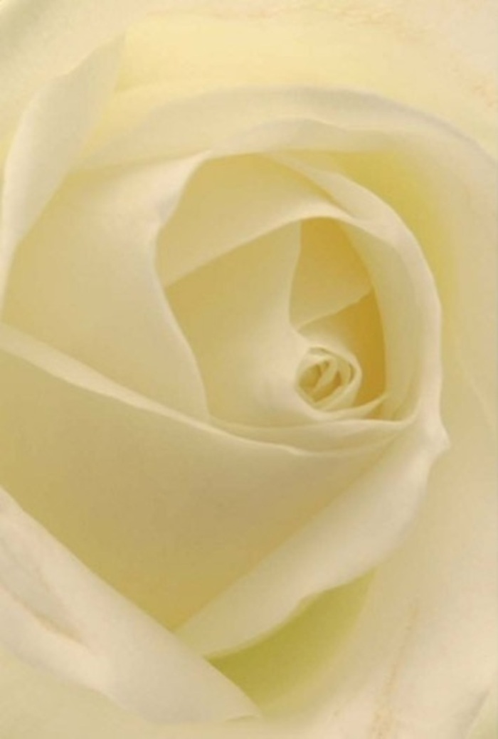 A close-up examination of this classic white rose in Southfields reveals a stunning interplay of light, shadow, and texture-all unfolding within a perfect spiral of soft petals. Gentle hues of cream and snow, kissed by the mellow glow of local sunlight, create the impression that the bloom is softly illuminated from inside, echoing the tranquil charm of Southfields' tree-lined streets. The flower's composition is serene yet sophisticated, its outer petals arching outward with grace, their almost translucent edges hinting at gentle vulnerability. The heart of the rose remains a tight, elegant spiral-speaking of purity, quiet resilience, and the steadfast affection found in the local community. The finely layered gradations of white, paired with the subtle hint of green from unseen foliage, remind us of masterful arrangements crafted by experienced Southfields florists, delivered fresh to mark both joyous gatherings and moments of gentle reflection. With each breath, one can imagine a clean, comforting aroma, the very embodiment of timeless floral beauty and the artistry unique to Southfields.